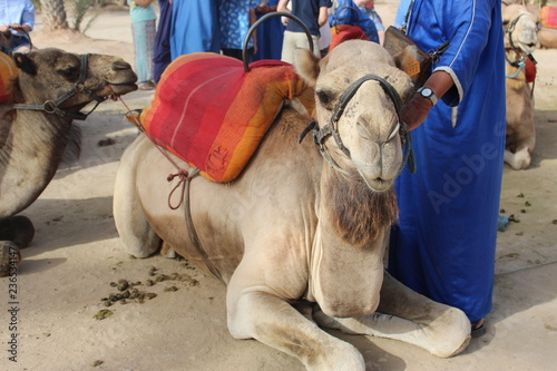 Camel face