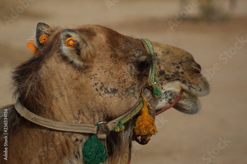 Camel face