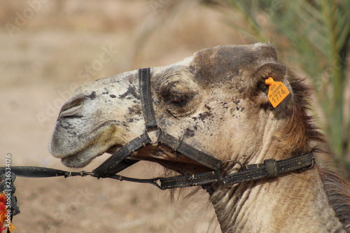 Camel