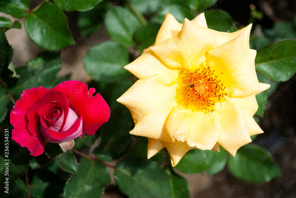 Wild and oganic rose flower, pink, love, tropical, fresh, romantic. Rosaceae Wild and oganic rose flower, pink, love, tropical, fresh, romantic. Rosaceae
