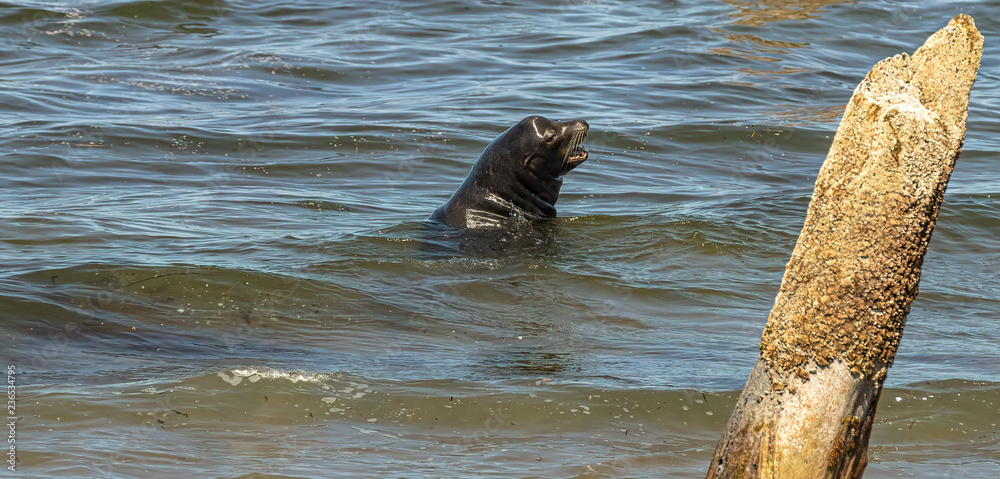 Fototapeta premium open mouthed sea lion looking back to shore
