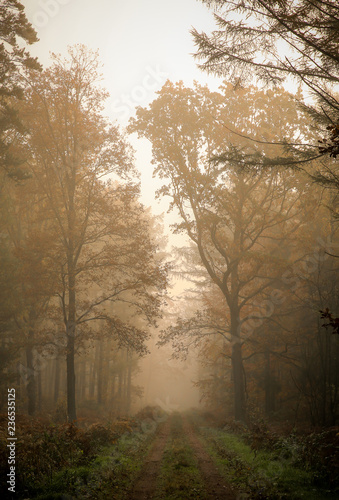 Vertical shot of a path in an autumn forest during the morning fog.