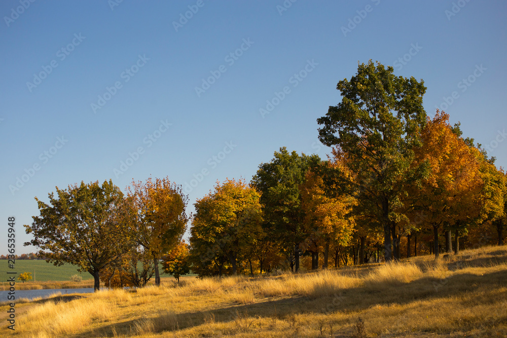 Autumn landscape. Forest by the lake at sunrise. Plantations of maple trees. Trees threw off foliage. Shadows on the ground.