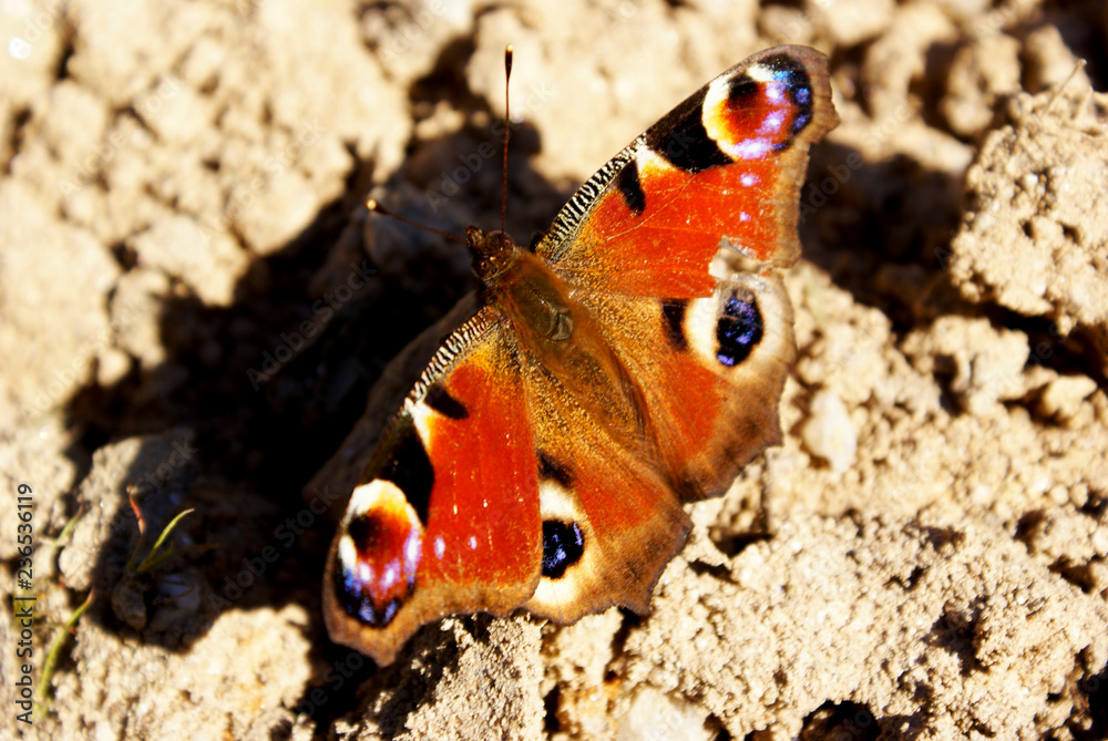 borboleta borboleta