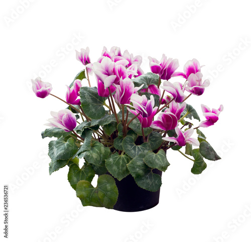 cyclamen flowers on white background