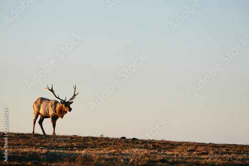 Tule Elk at dusk, Point Reyes National Seashore, California photo