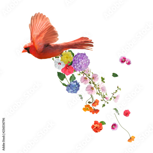 Northern Cardinal Flying with flowers ,watercolor painting on white background