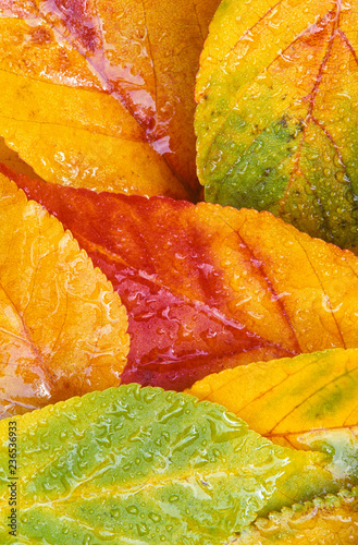 Overlapping autumn leaves in a pile beneath the trees with rain and dew.  Washington Park Arboretum, Seattle, Washington.  Photographed on Fuji Velvia film photo