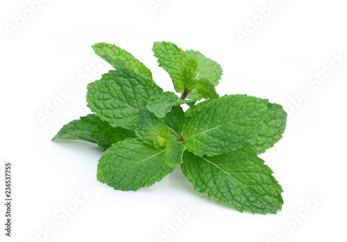 Fresh spearmint leaves isolated on the white background