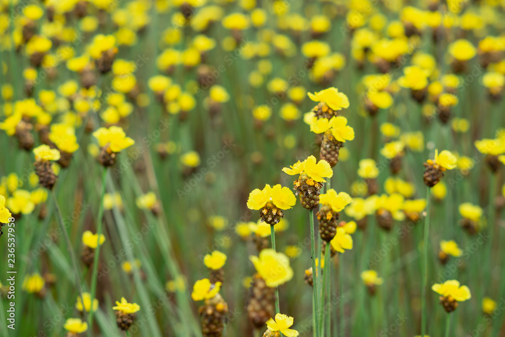 Tall Yellow-eyed Grass flower in field Tall Yellow-eyed Grass flower in field