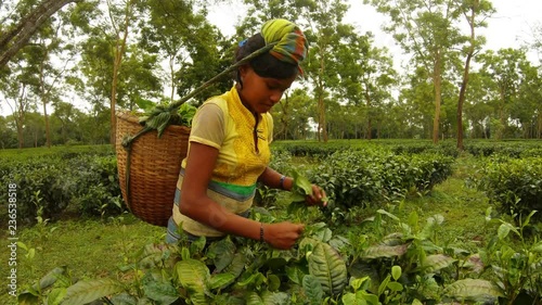 Young girl in traditional clothes tea picker collects leaves from bush among big centenary plantation photo