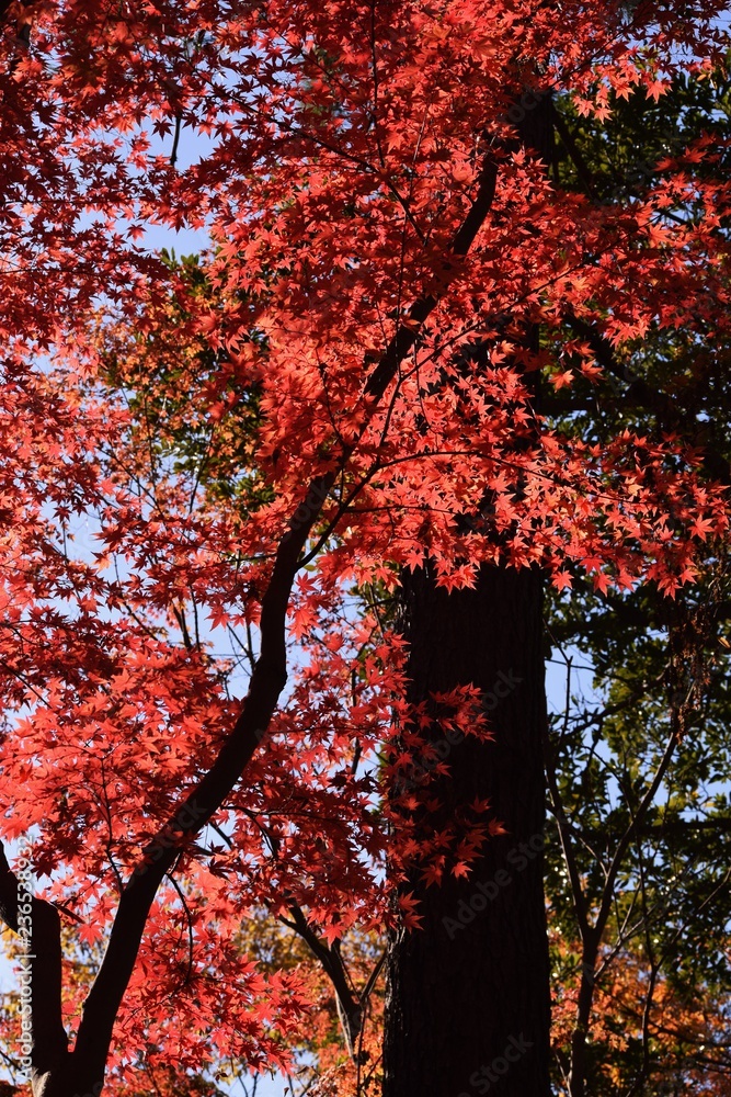 Breathtaking beauty Japanese autumn leaves