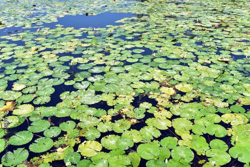 Lotus water lilies growing in the lagoon at Candi Dasa, Eastern Bali, Indonesia