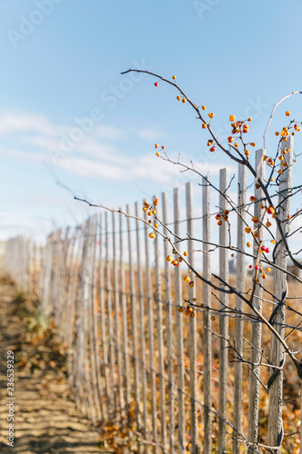 Bittersweet Vine on Beach Dune Fence photo