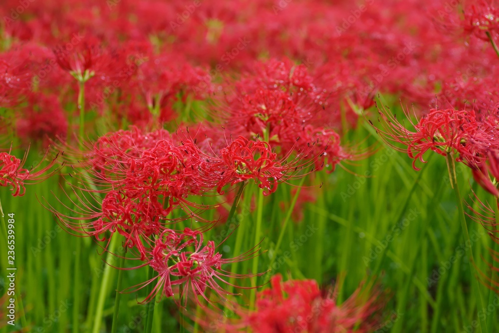 Cluster amaryllis (Higan-bana)
