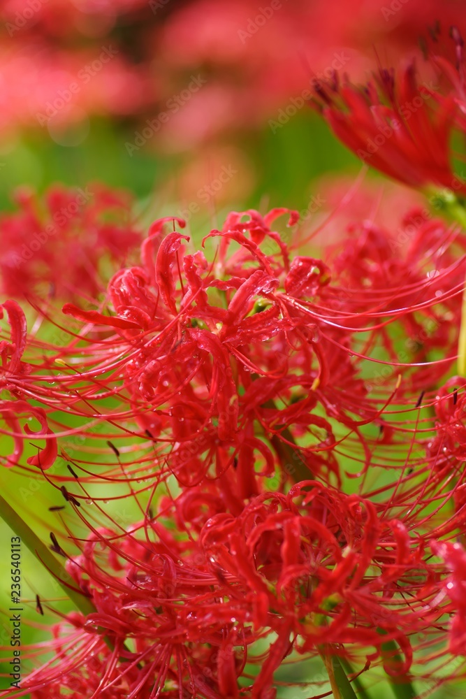 Cluster amaryllis (Higan-bana)
Cluster amaryllis (Higan-bana)