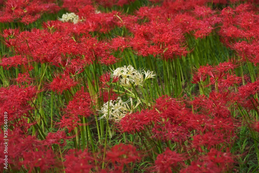 Cluster amaryllis (Higan-bana) Cluster amaryllis (Higan-bana)