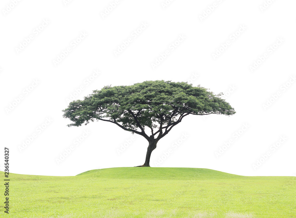 big tree on green grass hill on white background