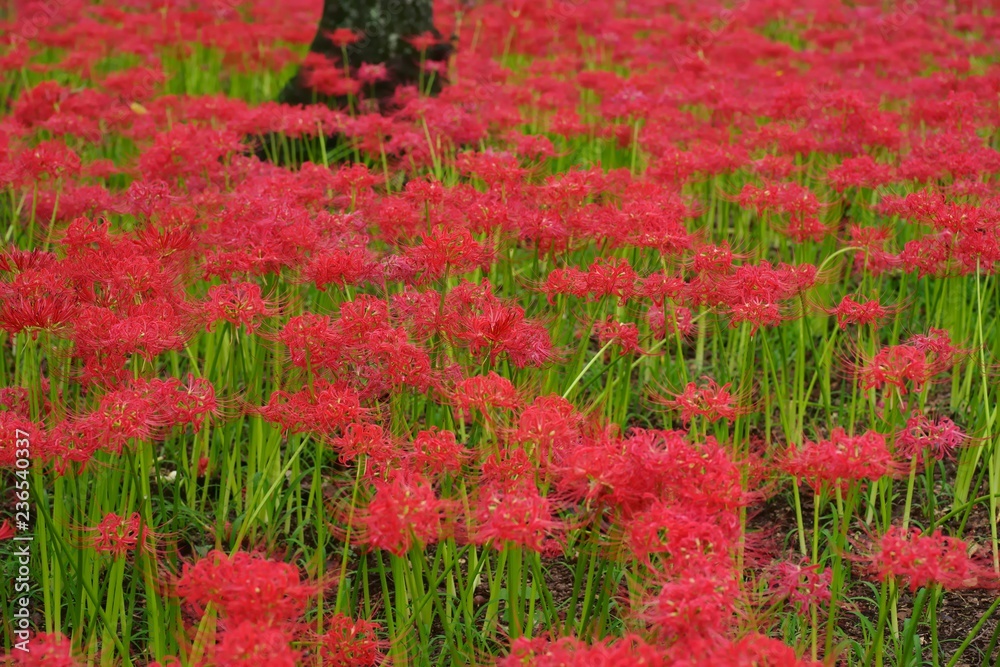 Cluster amaryllis (Higan-bana) Cluster amaryllis (Higan-bana)