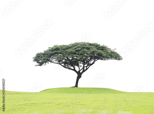 big tree on green grass hill on white background