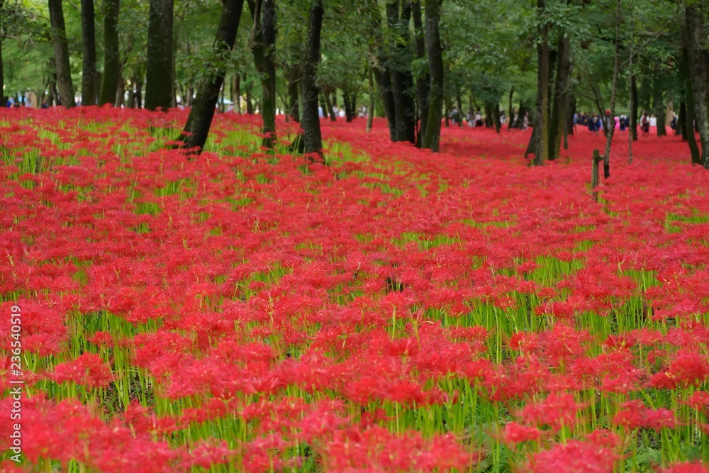 Cluster amaryllis (Higan-bana)