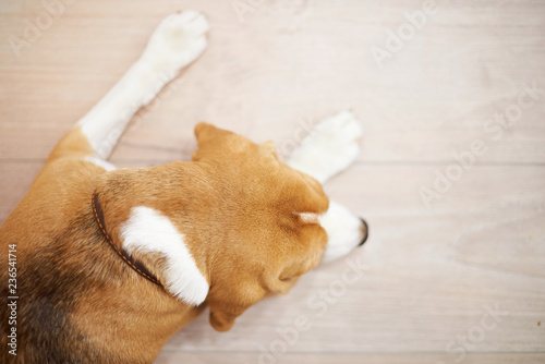 Fototapeta Naklejka Na Ścianę i Meble -  Dog sleeping on floor