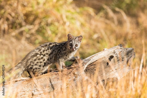 Common genet looking at the camera photo