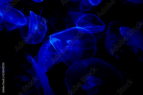 Jelly fish under color lighting © YiuCheung