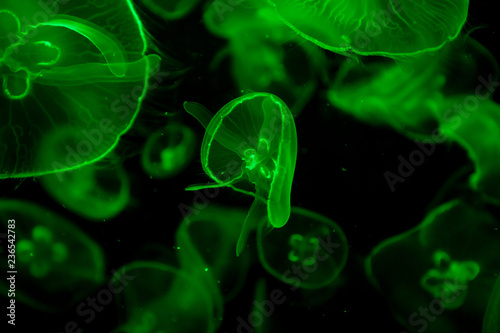 Jelly fish under color lighting