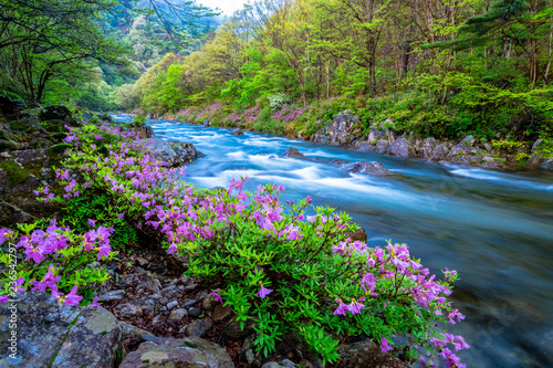 Jirisan valley of Azaleas blooming spring flowers and Running water