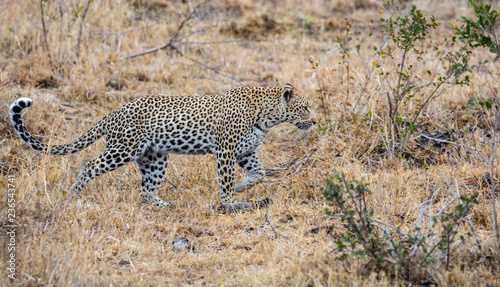 Full body profile portrait of female Leopard, Panthera pardus, known as Kigelia hunting in African landscape, Sabi Sands, South Africa