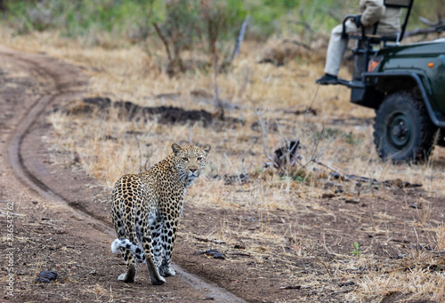 Female leopard, Panthera pardus, known as Kigelia, near safari vehicle turning back to look at viewer at Sabi Sands, South Africa