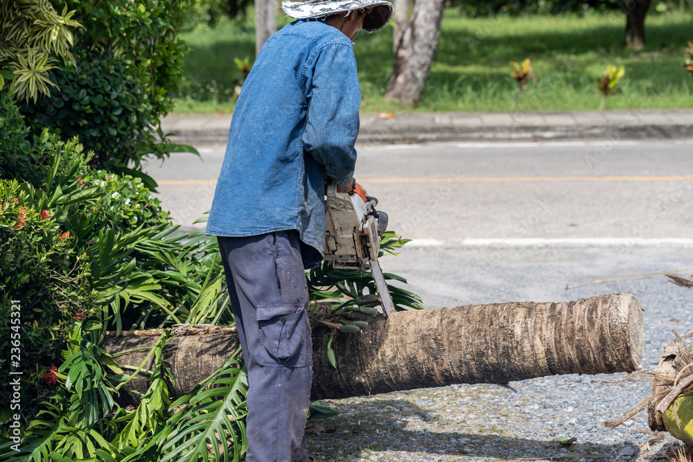 Obraz premium Man cuts tree felling tree with chainsaw. Occupation cut tree.