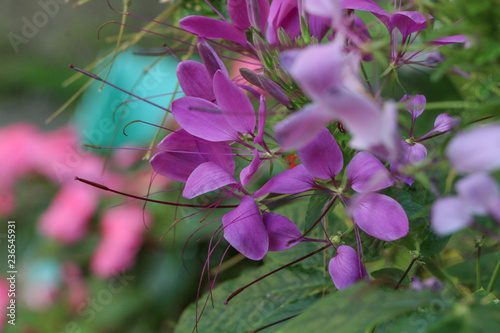 Cleome spinosa at garden photo