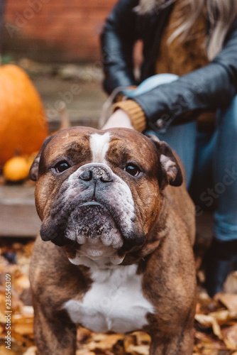 A woman in her twenties walking her english bulldog on an autumn day