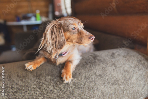 Canvas Print Longhaired Dapple Dachshund, Dapple Doxie, Miniatrure Dachshund