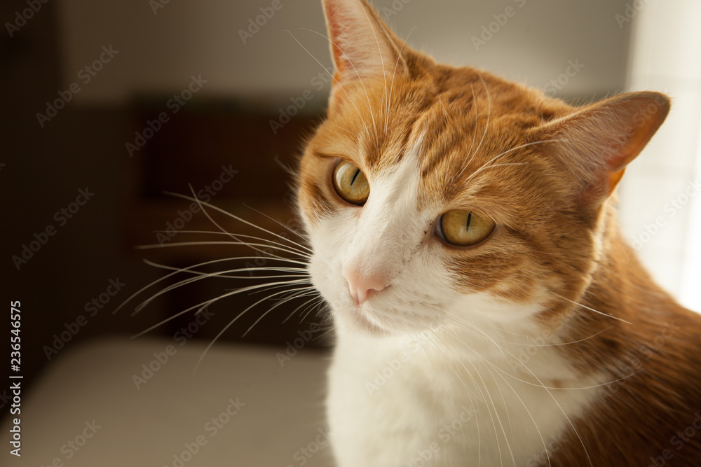 Portrait of a orange and white tabby cat looking at camera peaceful content look 