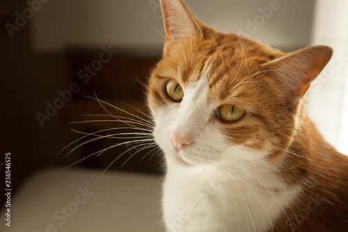 Wallpaper Mural Portrait of a orange and white tabby cat looking at camera peaceful content look  Torontodigital.ca