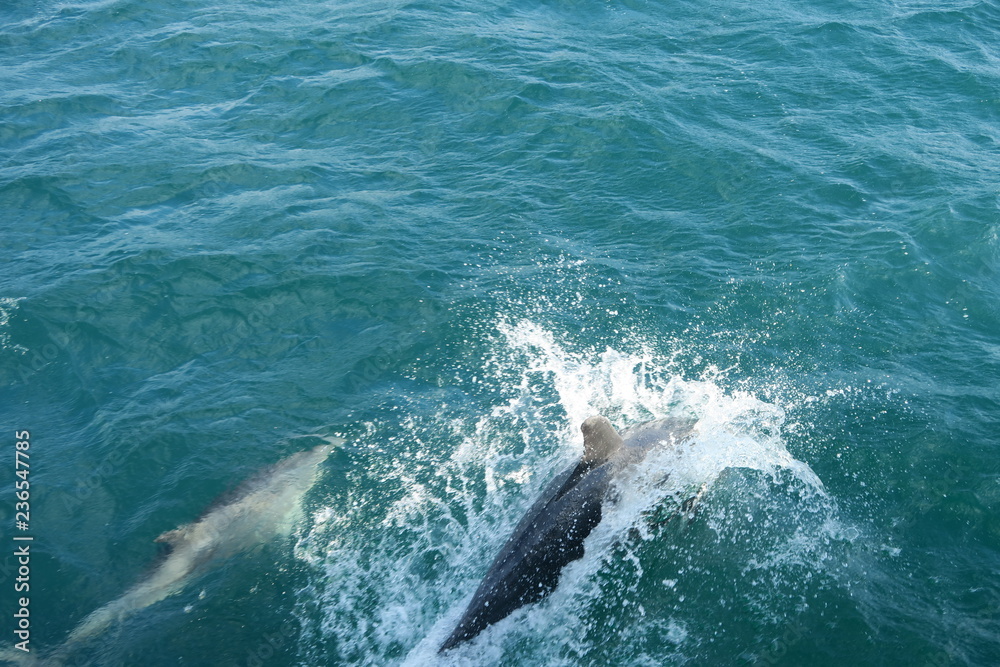Springende Delfine im Ozean - Neuseeland