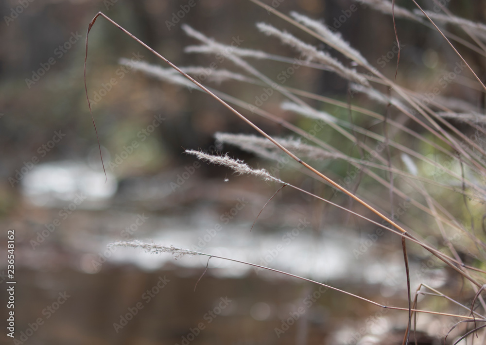White seeds on long grass stems over fall creek in forest 1