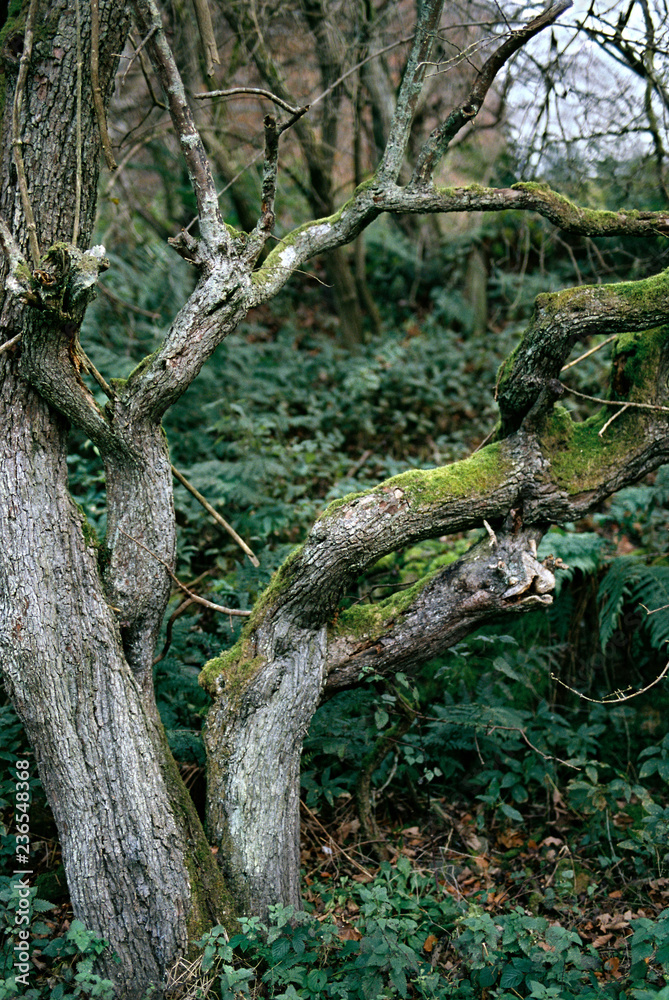 Branches of a tree in autumn/winter partially covered in green moss. Branches of a tree in autumn/winter partially covered in green moss.