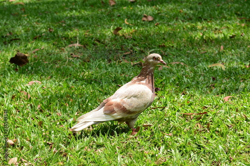 pigeon on the grass