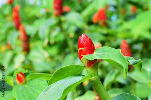 red chili pepper