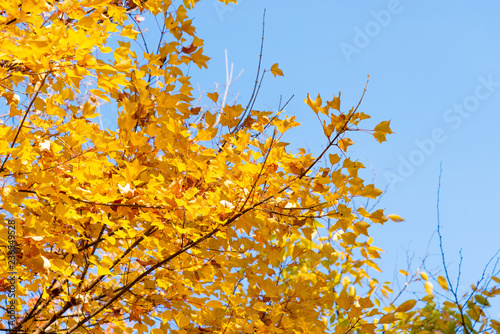 Yellow autumn leaves with blue sky background