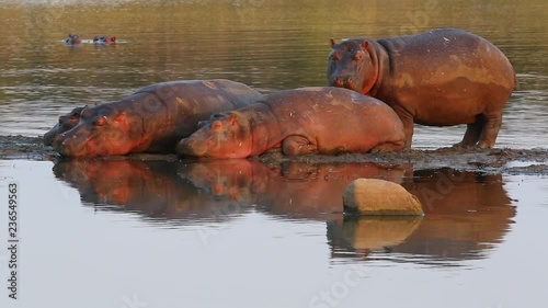 Raft of hippopotamuses relaxing in their natural habitat on a small island in the middle of a dam, with one licking the other ones back in the Kruger National Park
(medium shot) photo