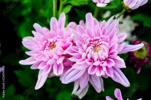Colorful pink and white chrysanthemum flower bloom in the farm.