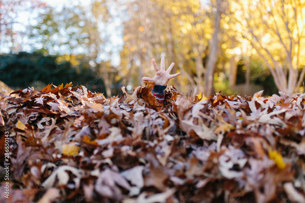 The hand of a child sticking out from a pile of leafs The hand of a child sticking out from a pile of leafs