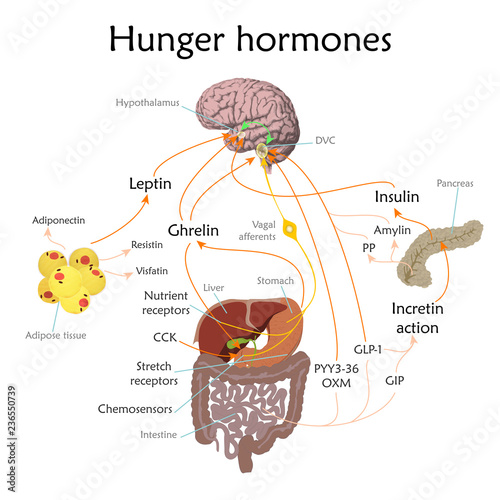 Appetite and hunger hormones vector diagram illustration.