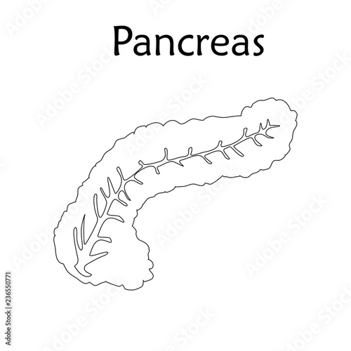 Pancreas. Anatomy vector flat illustration. White background. Thin line design.