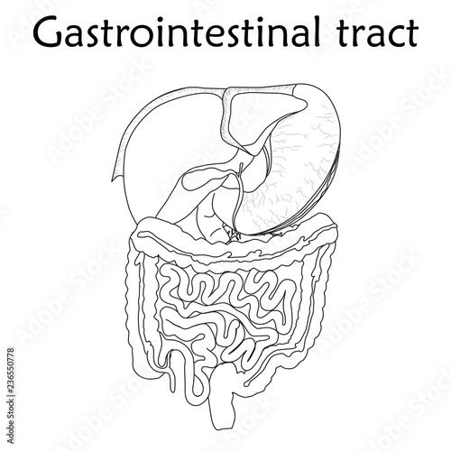 Human gastrointestinal tract. Anatomy vector flat illustration. White background. Thin line design.